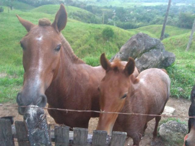 Belíssima fazendinha em Guapimirim oportunidade!!! - Foto 7
