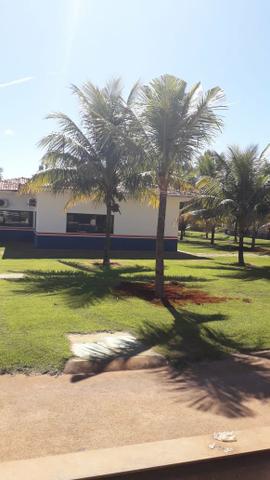 Mudas de coco produzindo - Foto 4