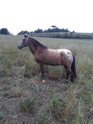 Cavalos pra rolo