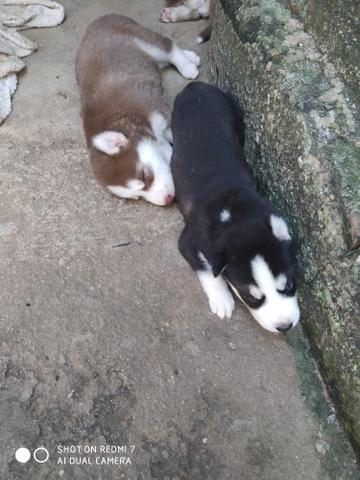 Filhotes de Husky Siberiano - Foto 3
