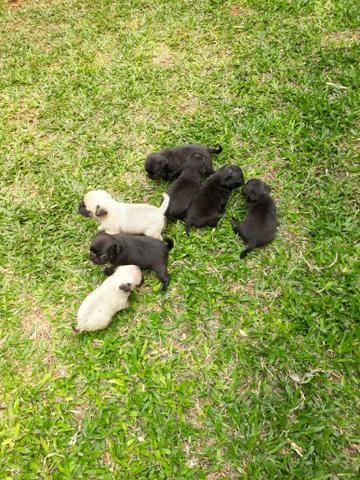 Cachorro pug - Foto 2