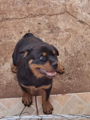 Filhotes de Rottweiler Fêmea - Foto 6