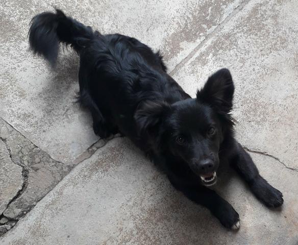 Doação de 2 cachorrinhas - Foto 4