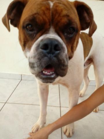 Procuro femea pra cruzar , boxer puro - Foto 4