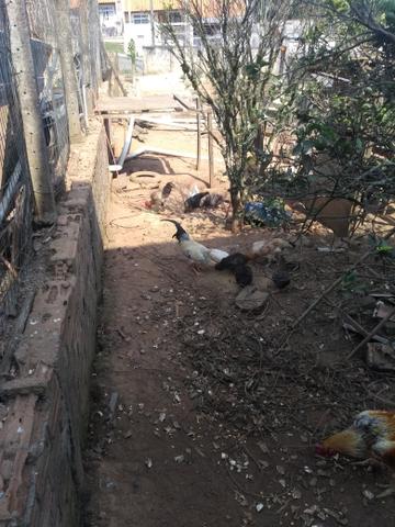 Vendendo galinhas