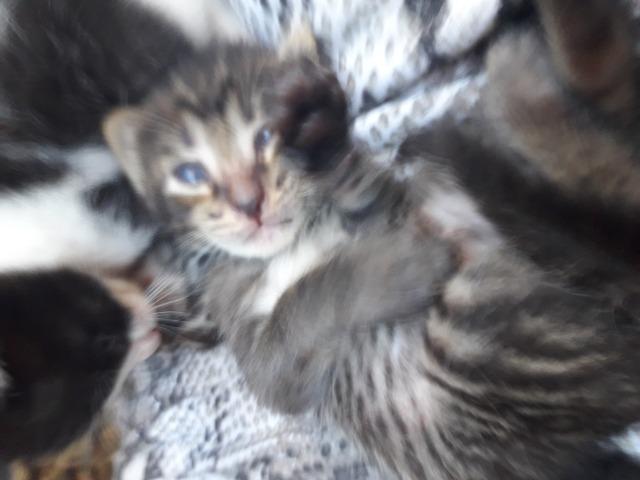 Gatos - Foto 2