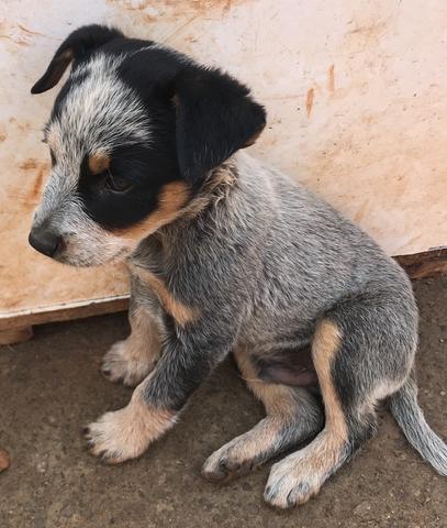 Filhotes Blue Heeler