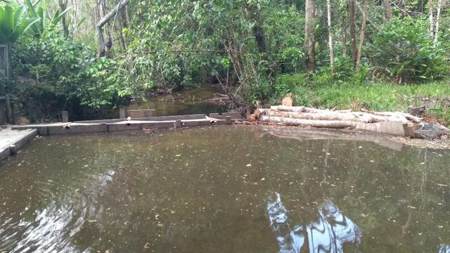 50 hectares a 25 km de castanhal por 250 mil zap * - Foto 8