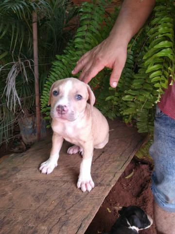 Pitt bull American starforshire terrye (filhotes desse casal) - Foto 2