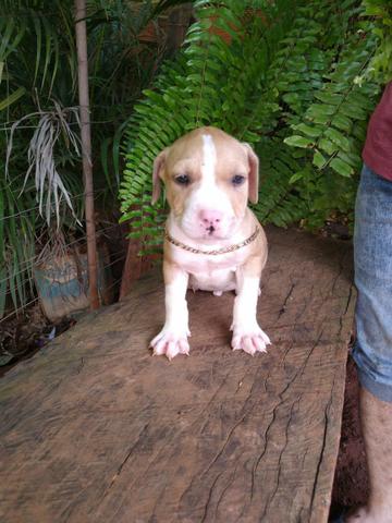 Pitt bull American starforshire terrye (filhotes desse casal) - Foto 5