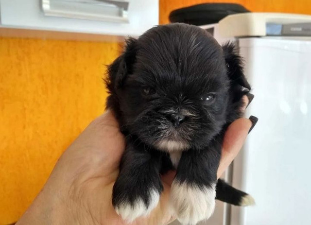 Linda minizinha preta shih tzu 