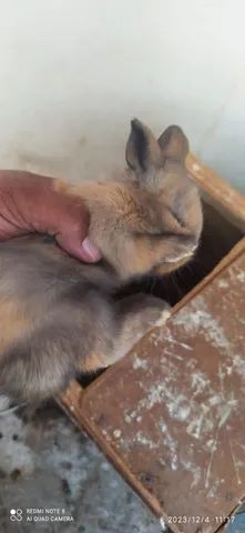 Vende-se filhotes de coelhinhos muito lindos  - Foto 5
