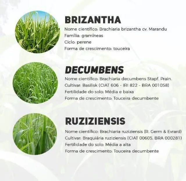 Sementes de pastagem em Geral 