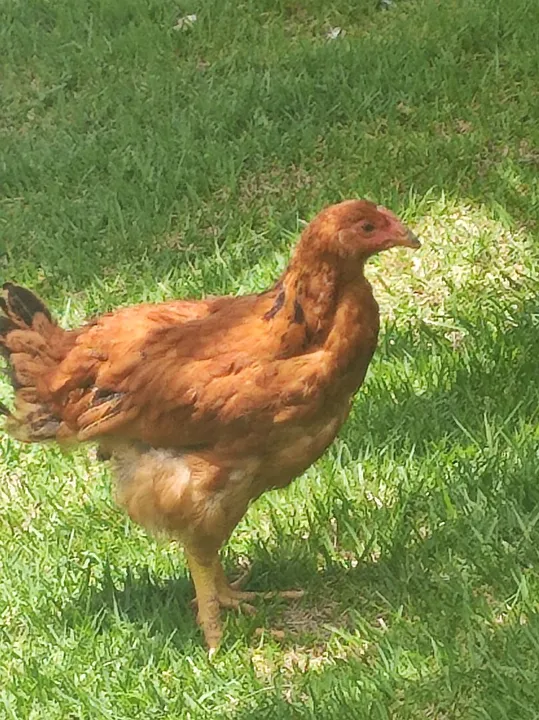 Frango caipira GSB para venda