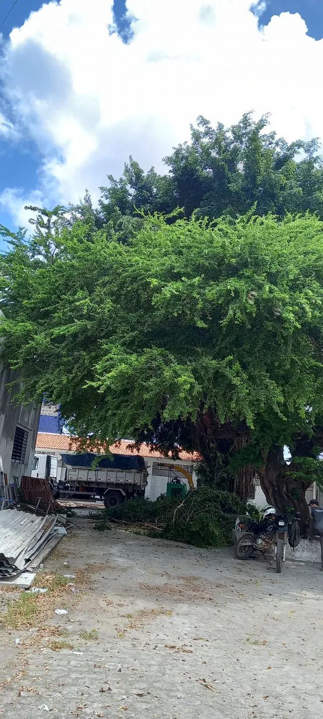 Poda de árvores,  limpeza de coqueiros e remoção do material - Foto 4