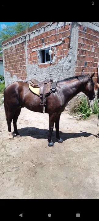 Potro puro com documento  - Foto 2