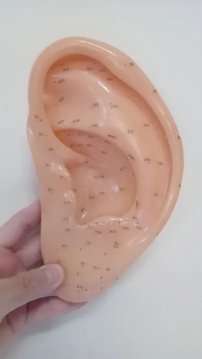 MODELO DE ORELHA pra  ESTUDO de ACUMPUTURA  - Foto 2