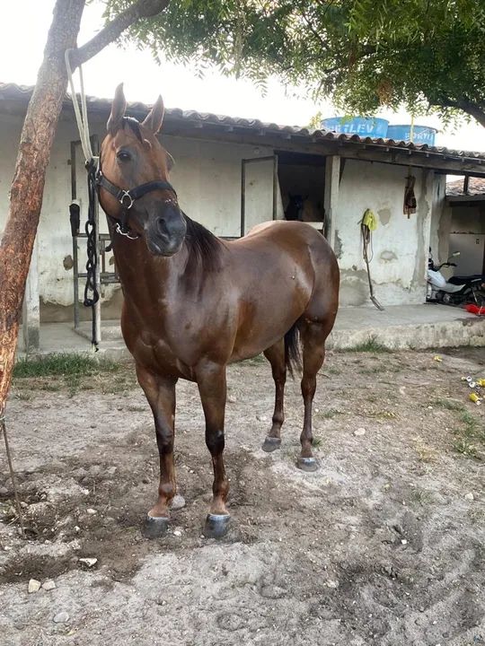 Égua QM Itabaiana - Foto 2