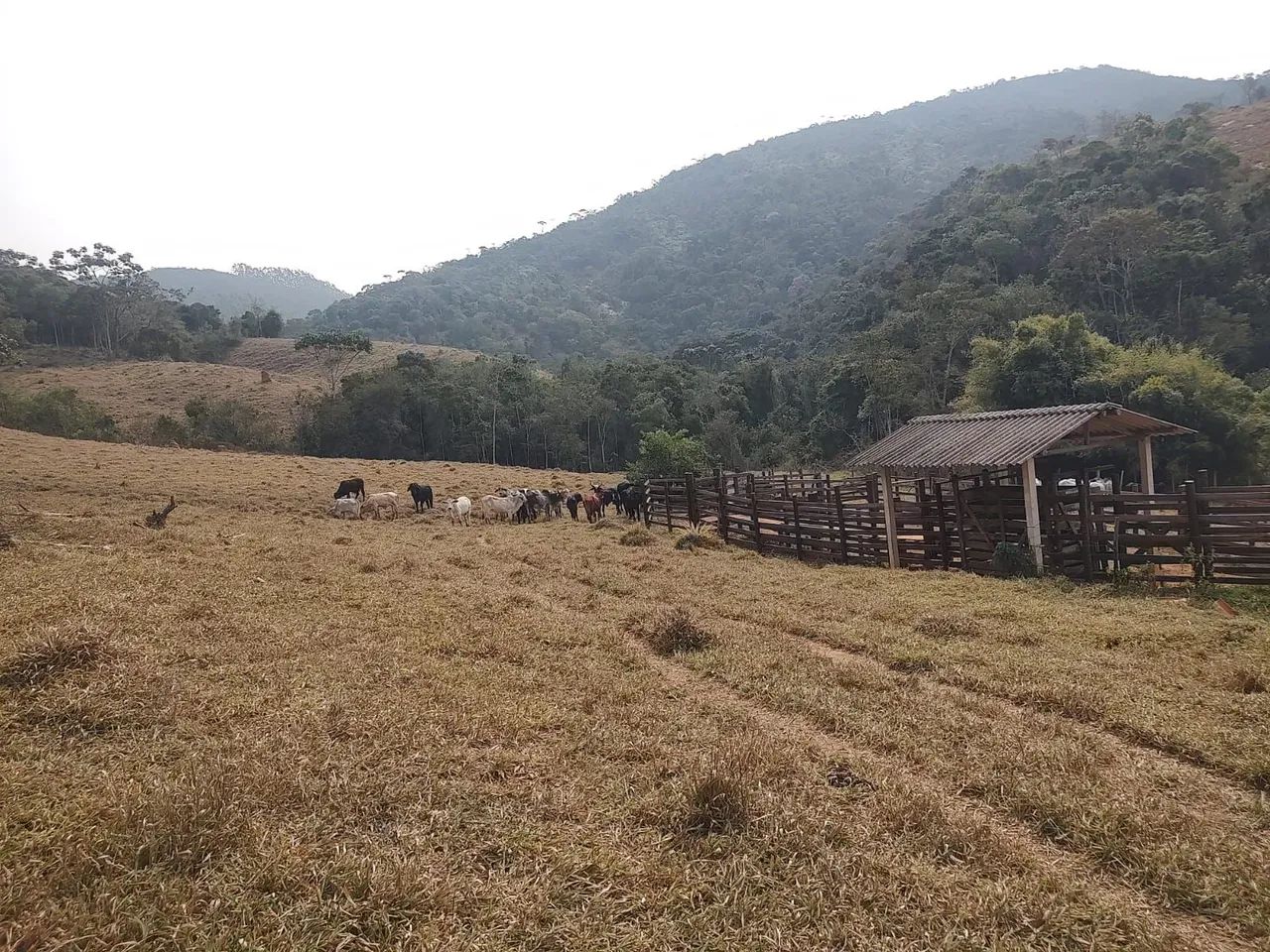 Grande oportunidade 139 hectares. - Foto 3