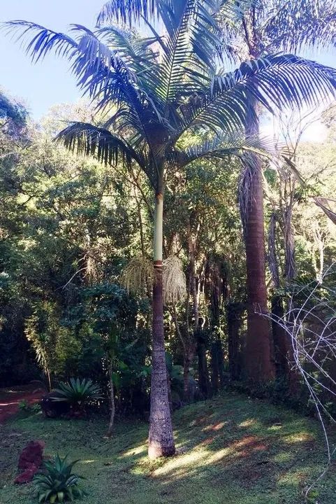 VENDE SE DUAS CASAS EM LUGAR PRIVILEGIADO NO COND. JARDINS DE PETRÓPOLIS - Foto 3
