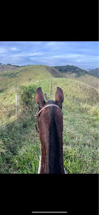 Vende - se Égua Mangalarga Marchador registrada.  - Foto 2