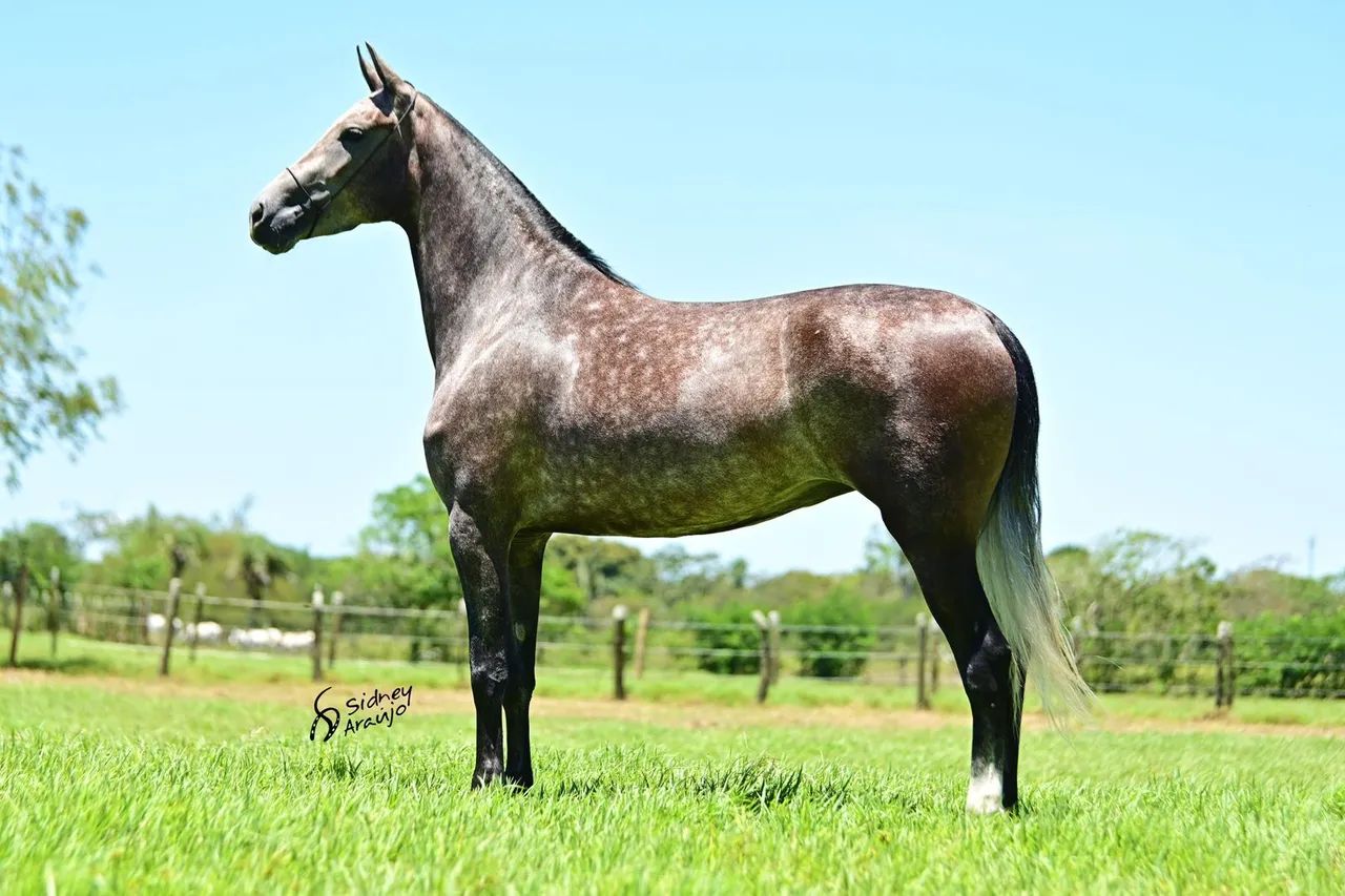 MANGALARGA MARCHADOR  - Foto 2