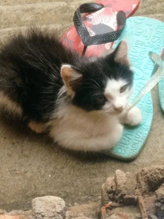 Gatos para doação  - Foto 3