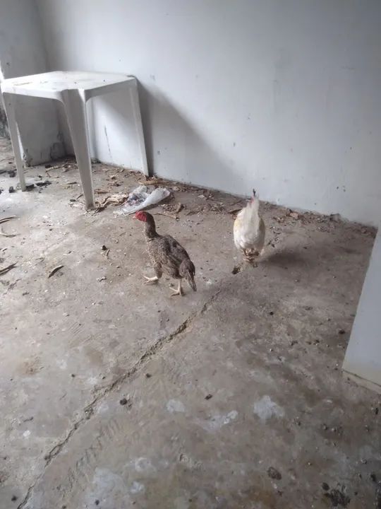 Galinhas caipiras - Foto 4