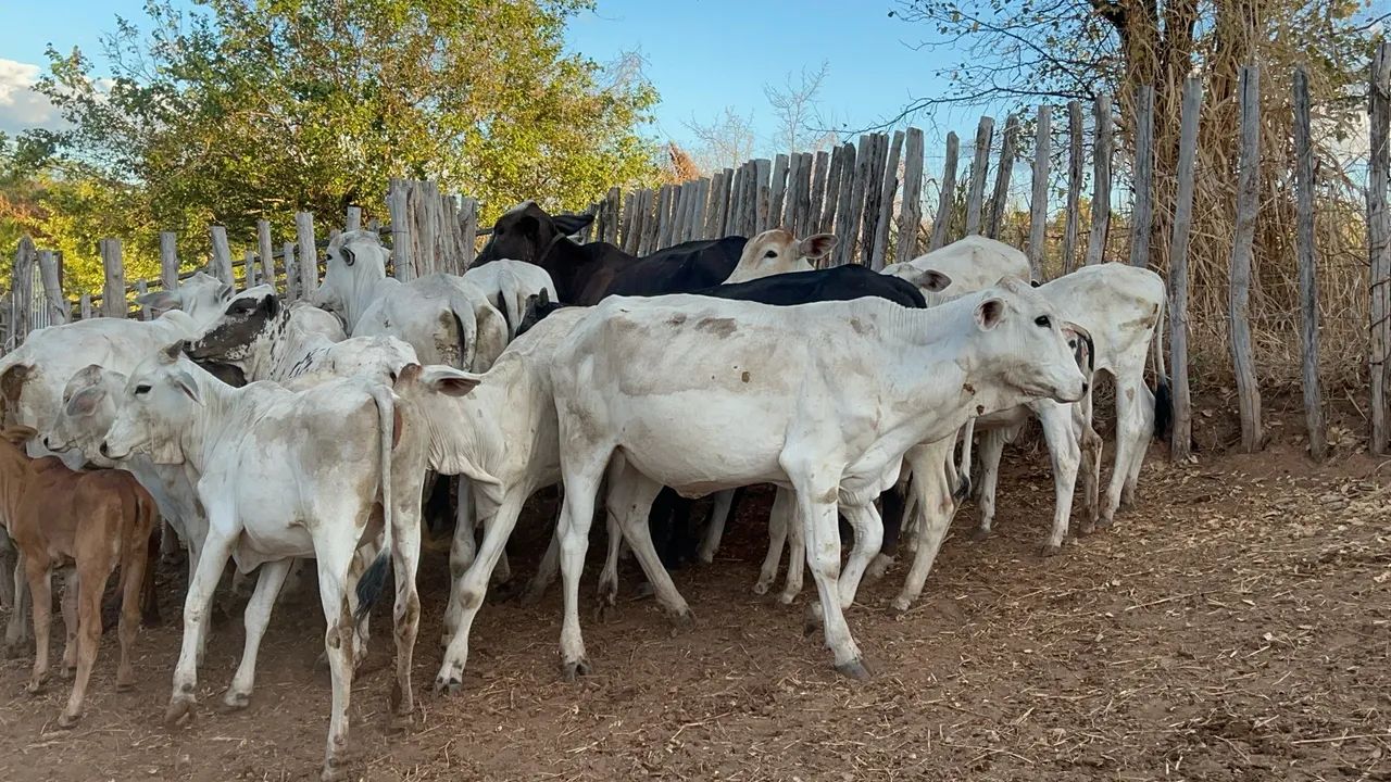 Bezerrada de qualidade  - Foto 4
