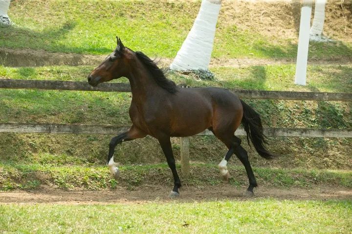 Cavalo Mangalarga Marchador - Foto 2