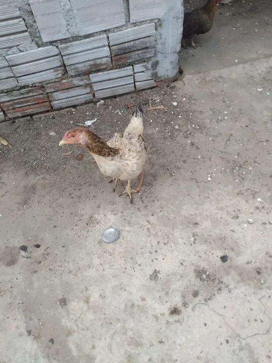 Galinhas caipiras - Foto 2