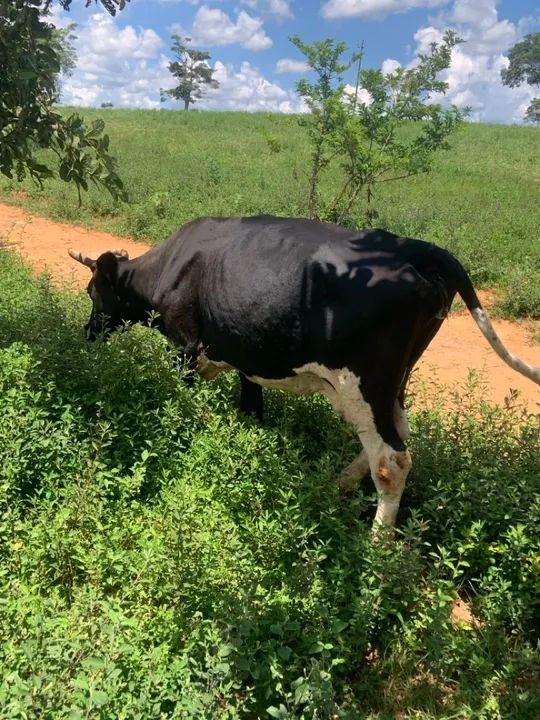 Vendo 6 vacas para engorda ou cria - Foto 5