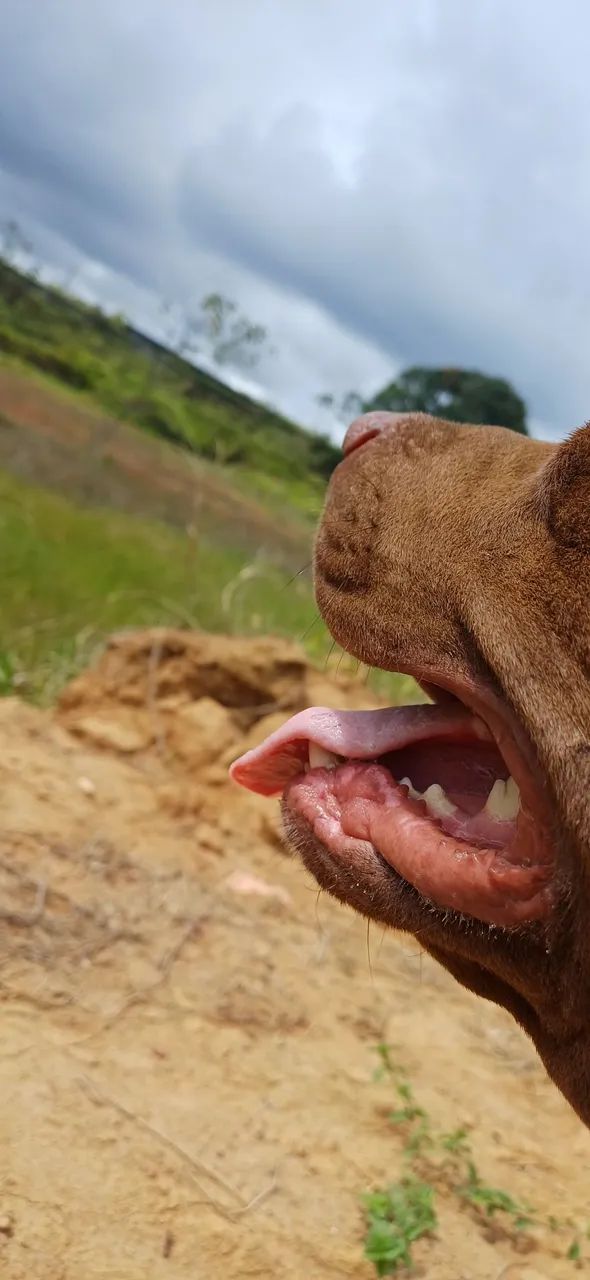 Doação de Pit bull, menos de 1 ano de vida!!!!! - Foto 6