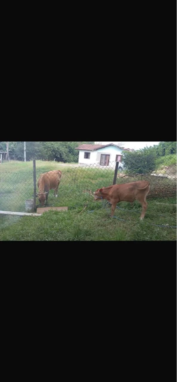 Vaca leiteira com 2 bezerros macho  - Foto 4