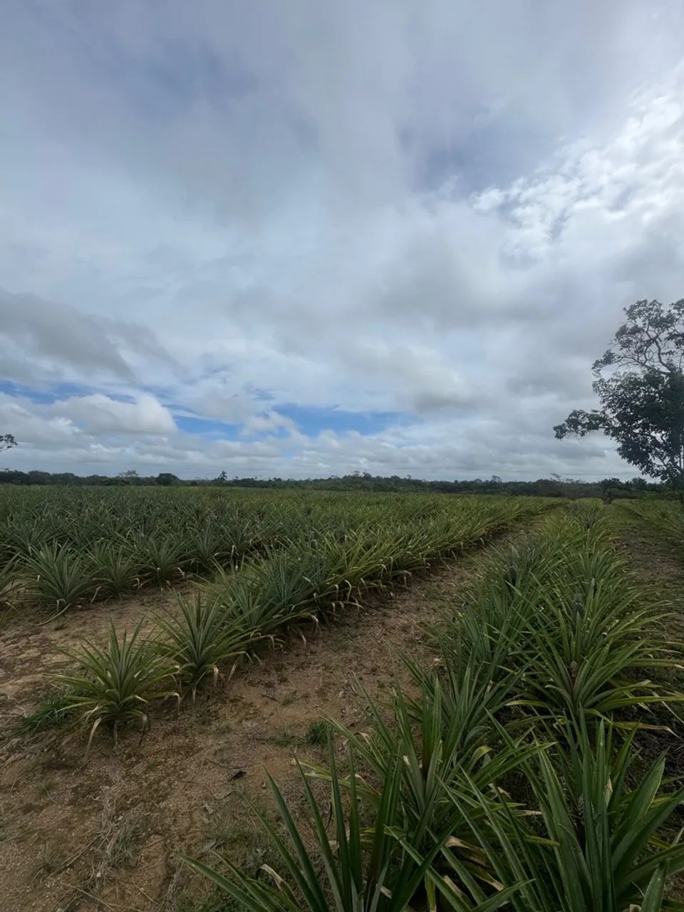 Fazenda à Venda no Porto Grande, Macapá:* - Foto 10