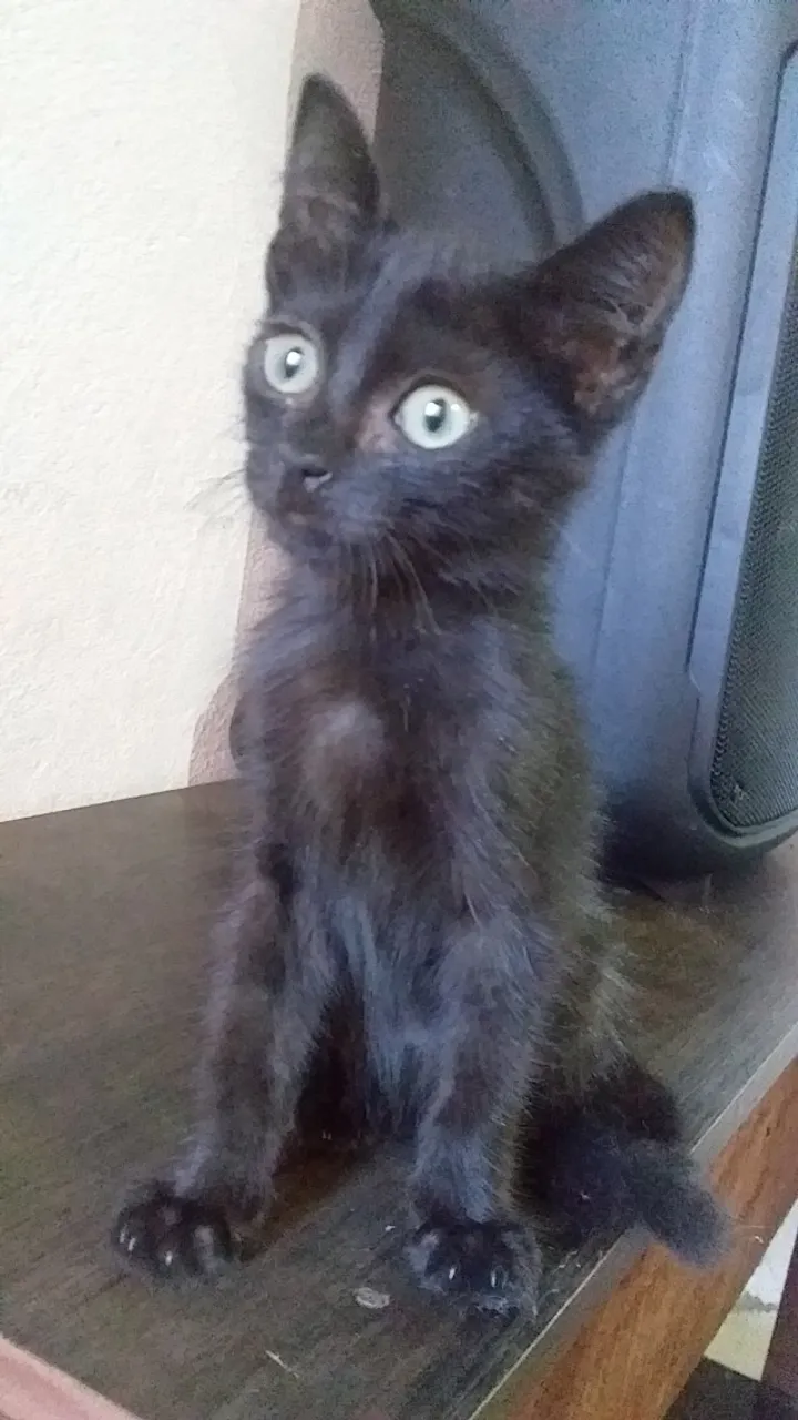 Adoção Responsável Gatinho macho abandonado Está em Lar temporário *