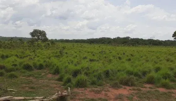 FAZENDA ESPECIAL PARA LAVOURA / PLANA NO MUNICIPIO DE SANTA MARIA