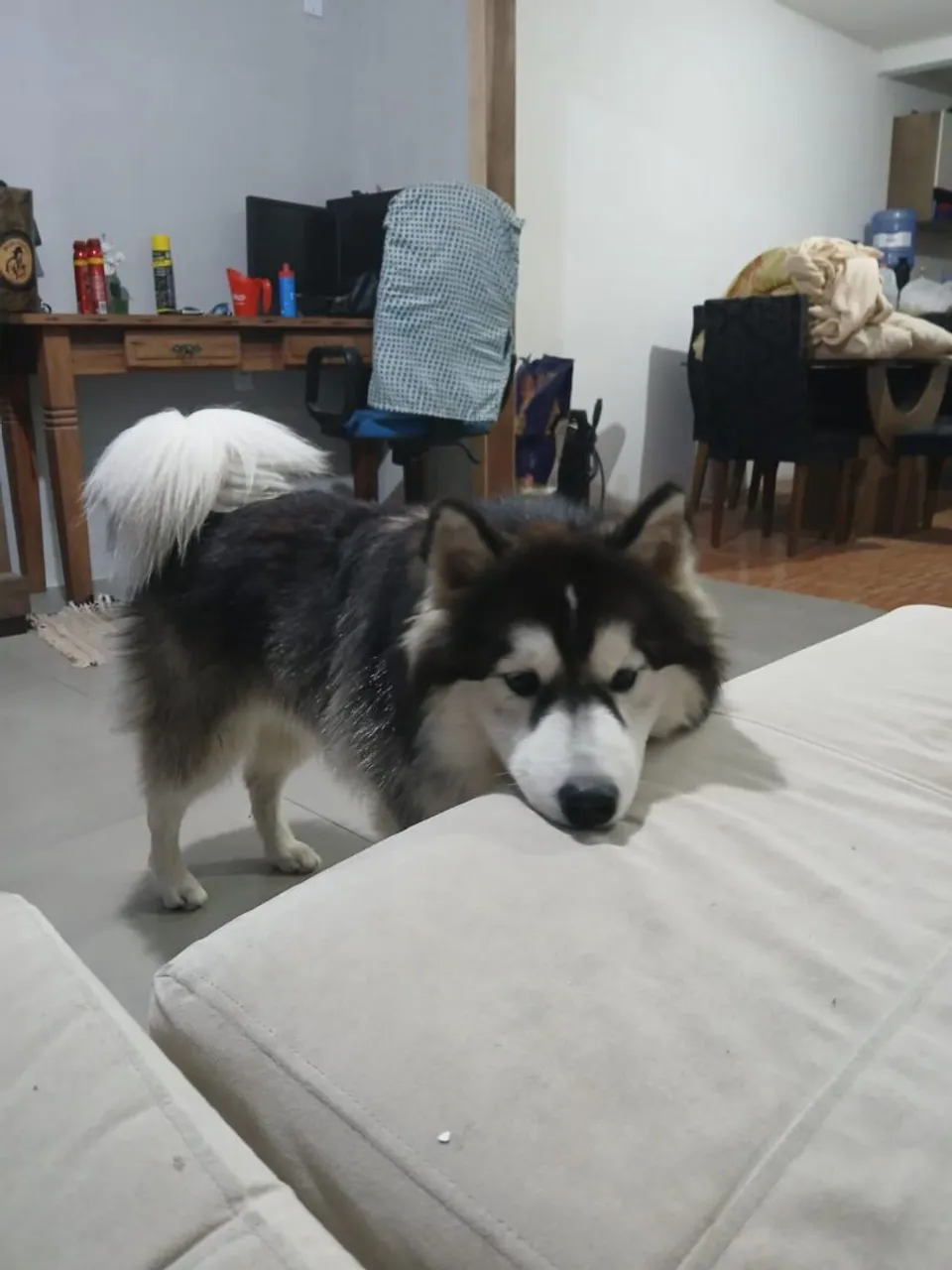 Husky Siberiano lindo