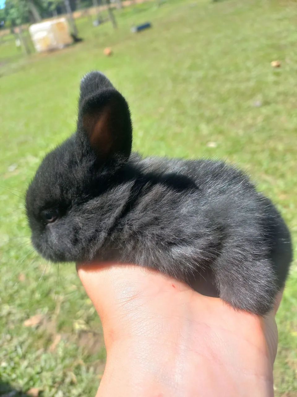 Filhotes de coelho - Foto 3