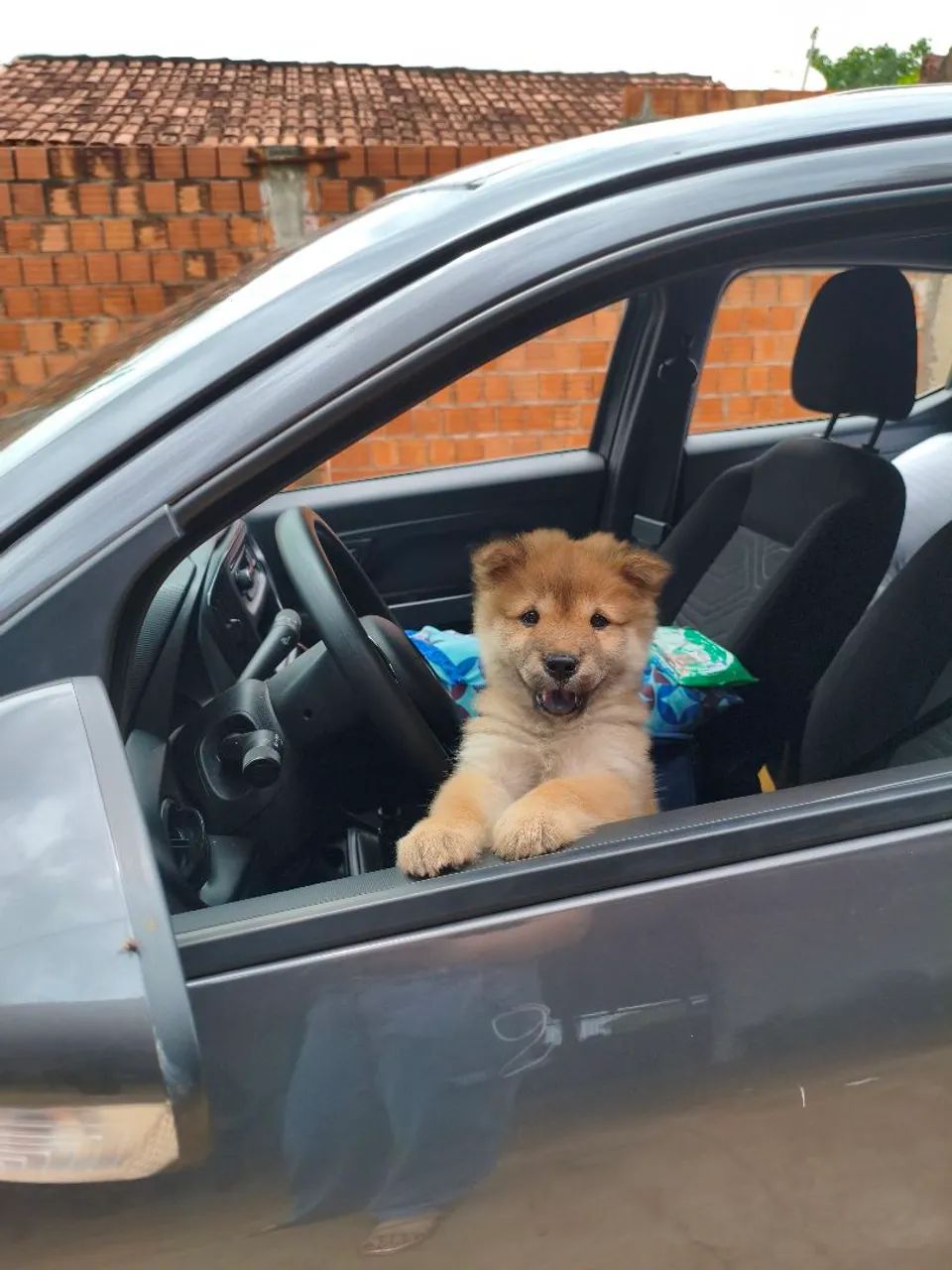 Chow Chow filhote  - Foto 2