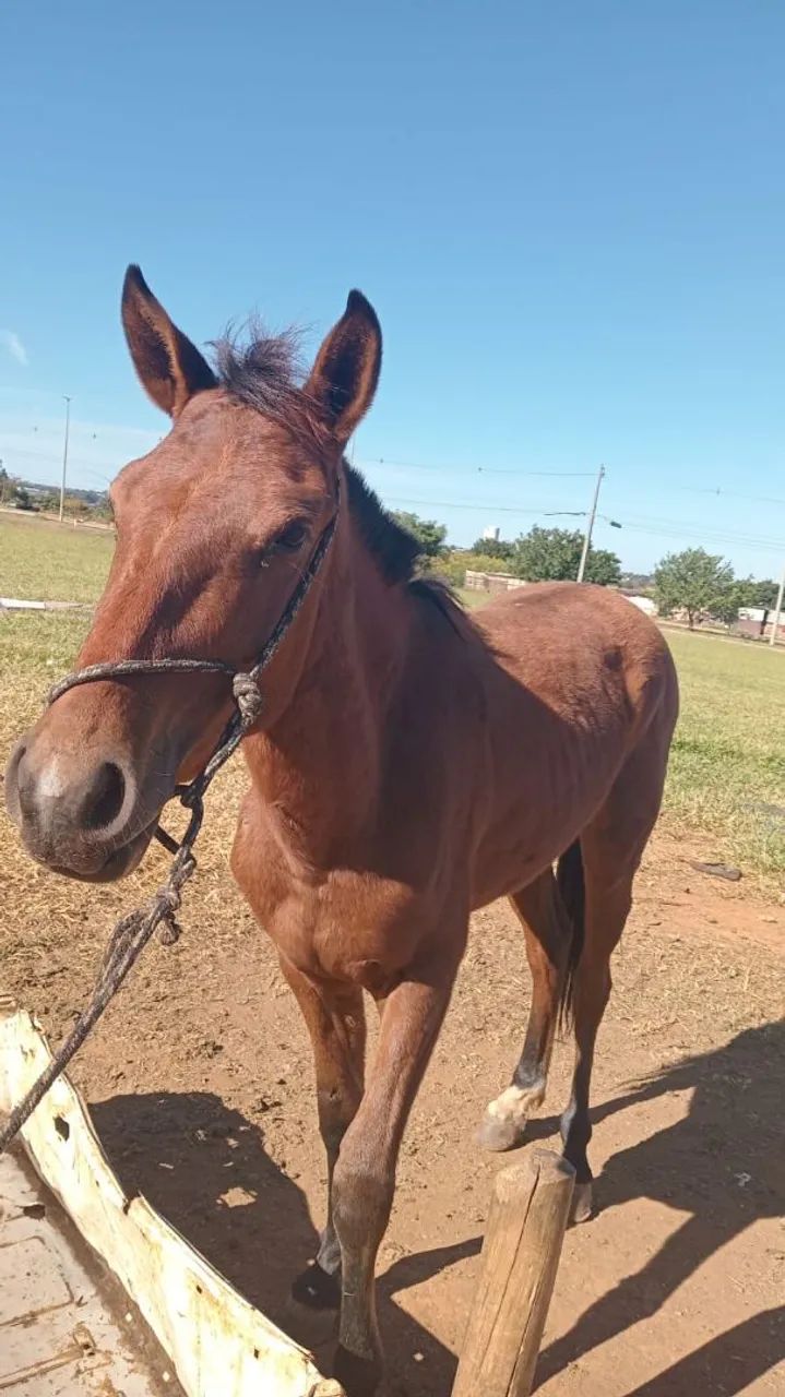 Polda 1ano e 6 meses - Animais para agropecuária - Recanto das Emas ...