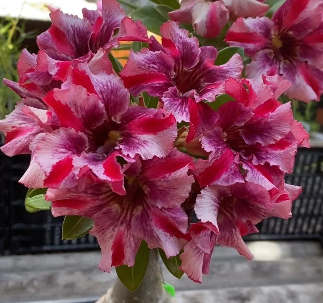 ROSA DO DESERTO - Foto 3