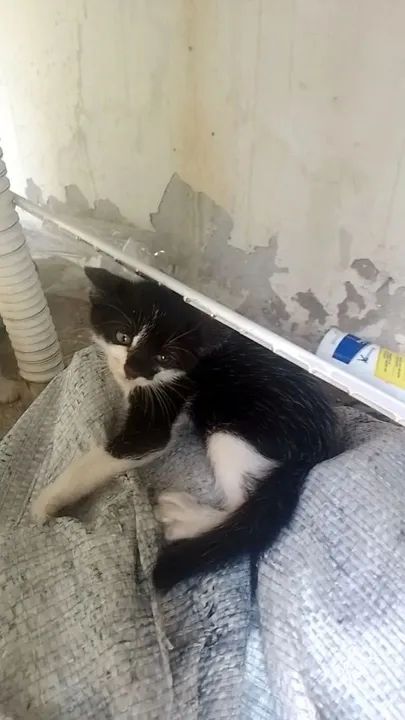 Gatinho lindos e saudáveis para doação  - Foto 4