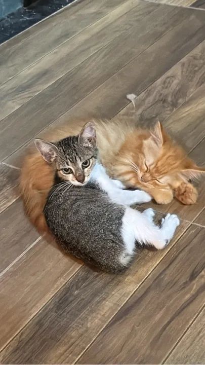 Filhotes Mestiços Persa - Foto 4