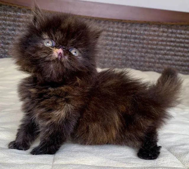 Show D/Gata Persa filhote Feméa Black Tortie pelo longo extremada,C/65 Dias Super Linda - Foto 6