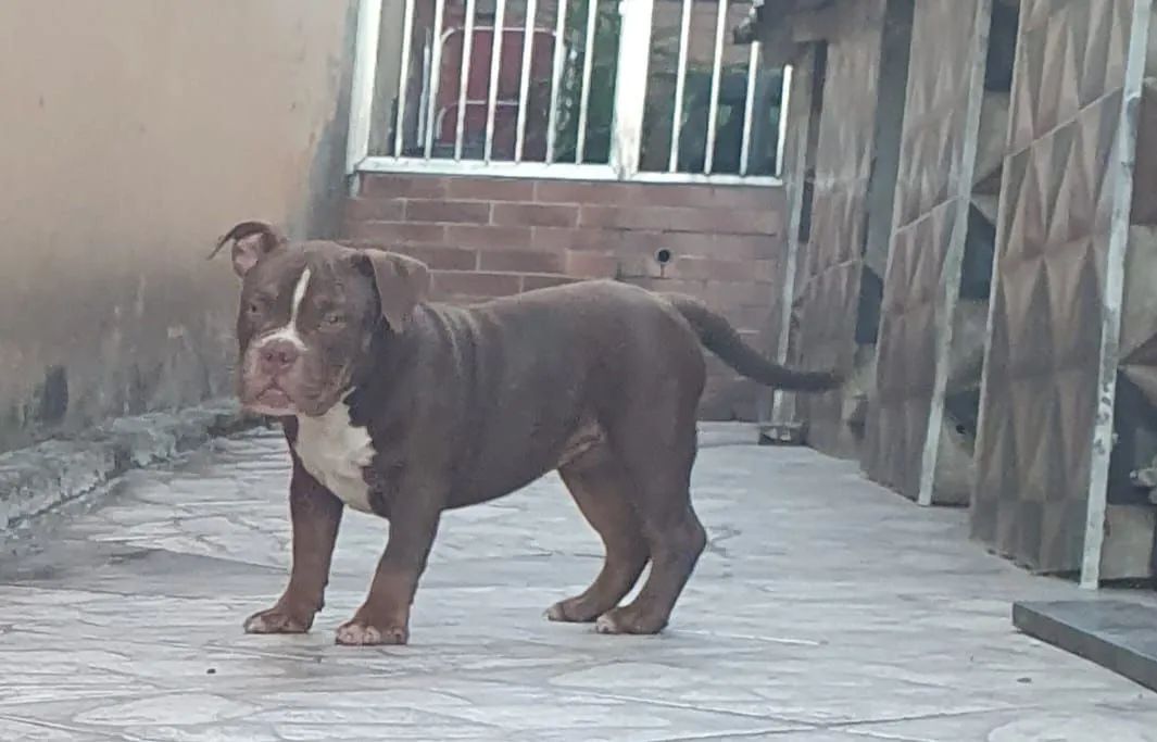 Americam.bulyy exotico - Foto 3