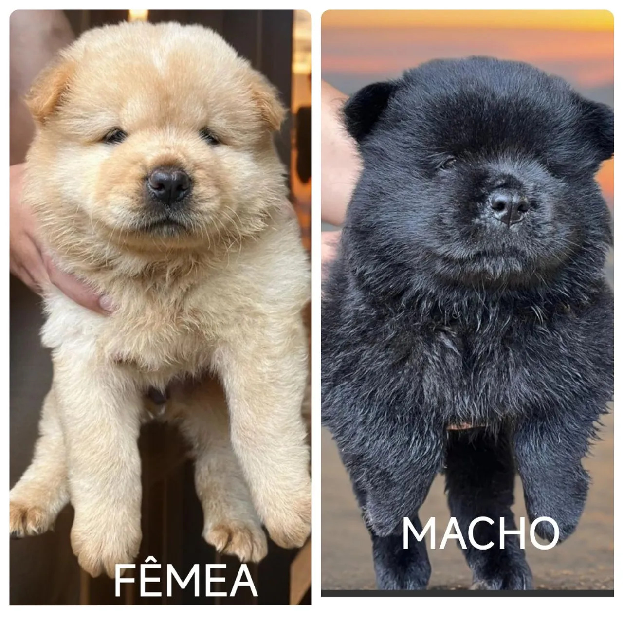 Filhotes de Chow Chow