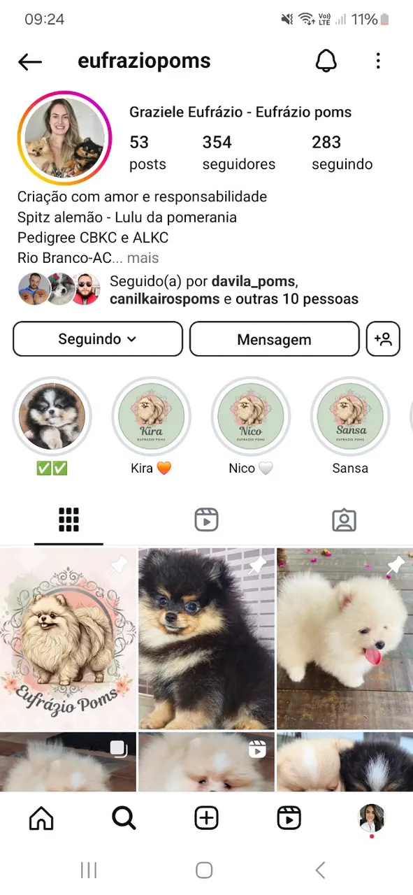 Spitz alemão-lulu da pomerania