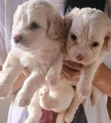 Maltês com poodle champagne machinhos zap (85)99990.2592