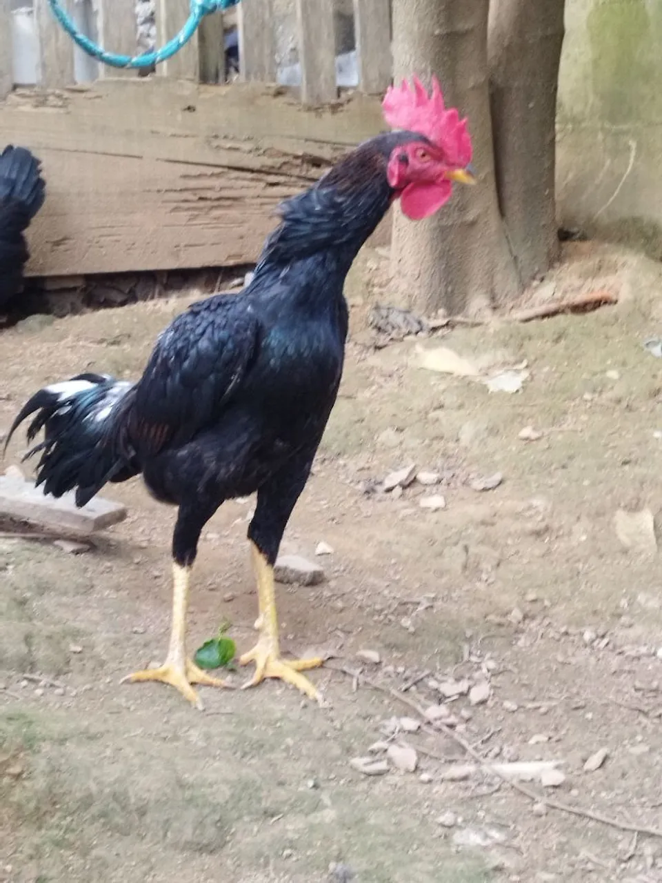 Galo de Raça Negra